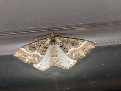 Harutalcis fumigata