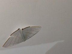 Ditrigona triangularia