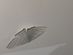 Ditrigona triangularia