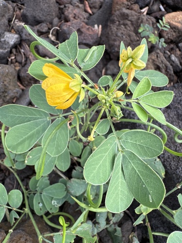 Senna obtusifolia observed 2025-12-31