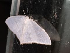 Ditrigona triangularia