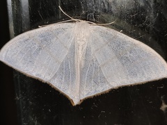 Ditrigona triangularia