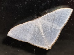 Ditrigona triangularia