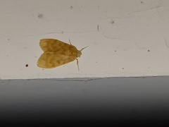 Hemipsilia coavestis