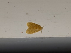 Hemipsilia coavestis