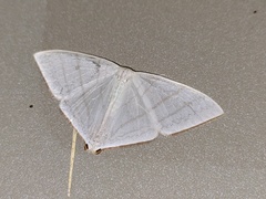 Ditrigona triangularia