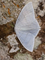Ditrigona triangularia