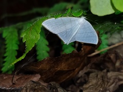 Ditrigona triangularia