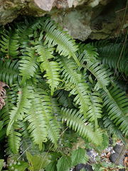 Blechnum durum