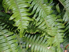 Blechnum durum
