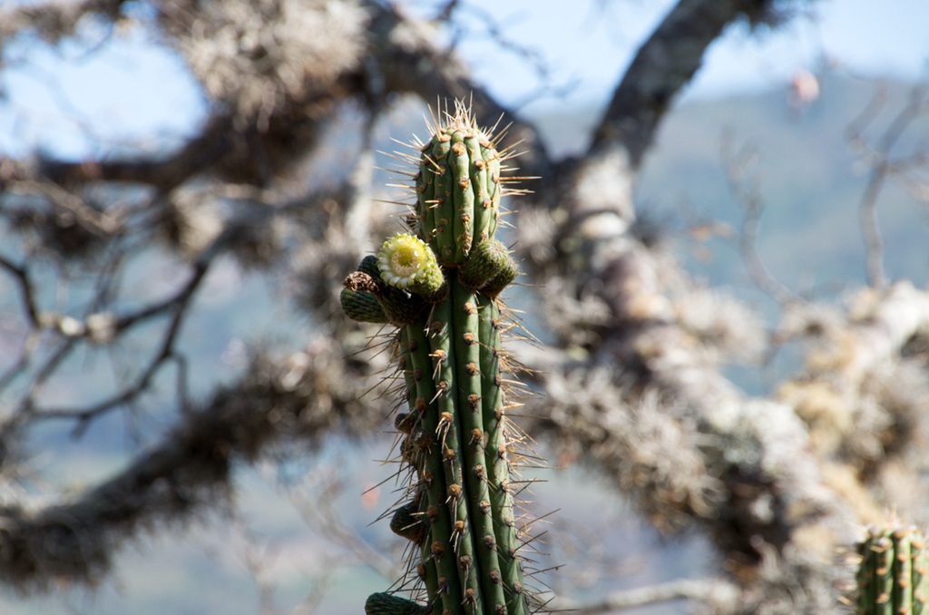 Yungasocereus inquisivensis from Inquisivi, Inquisivi, La Paz, Bolivia