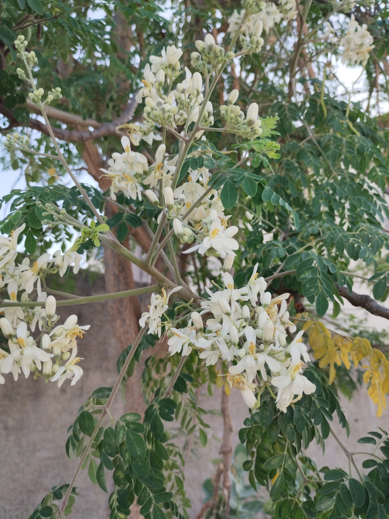 Moringa oleifera