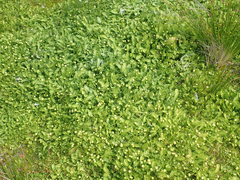 Leptinella potentillina, photograph author not stated, no rights reserved