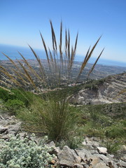 Macrochloa tenacissima