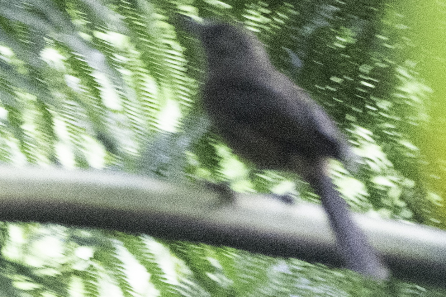 Fiji Shrikebill (Clytorhynchus vitiensis), photo 8