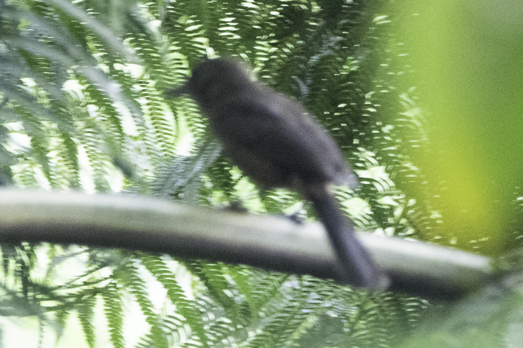 Fiji Shrikebill (Clytorhynchus vitiensis), photo 7