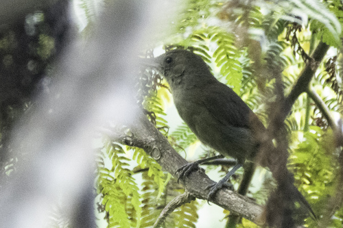 Fiji Shrikebill (Clytorhynchus vitiensis)