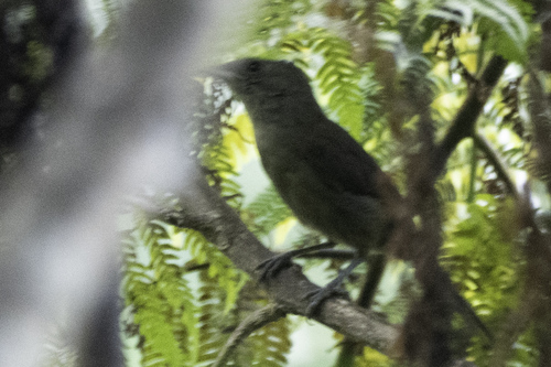 Fiji Shrikebill (Clytorhynchus vitiensis), photo 2