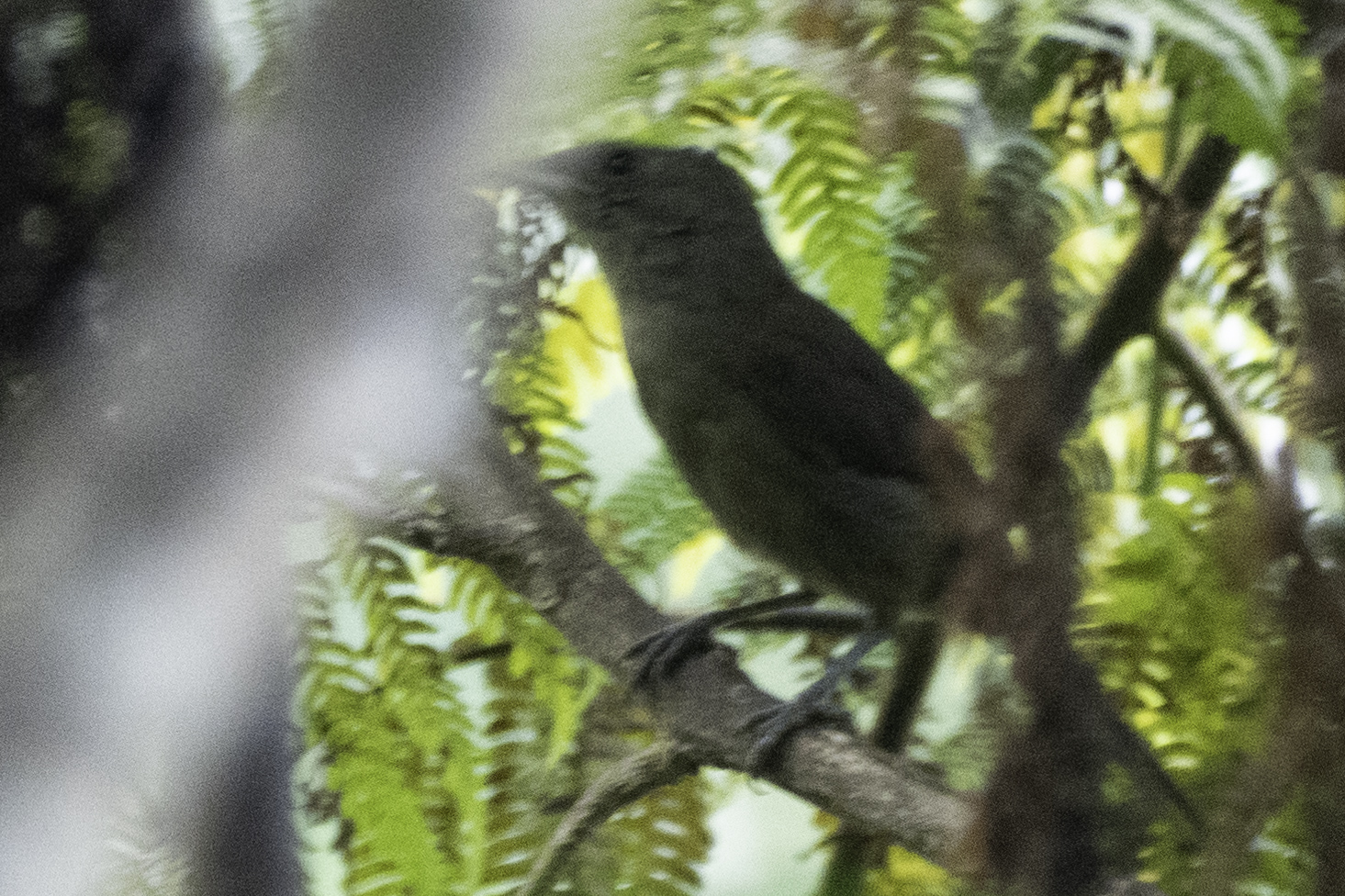 Fiji Shrikebill (Clytorhynchus vitiensis), photo 2