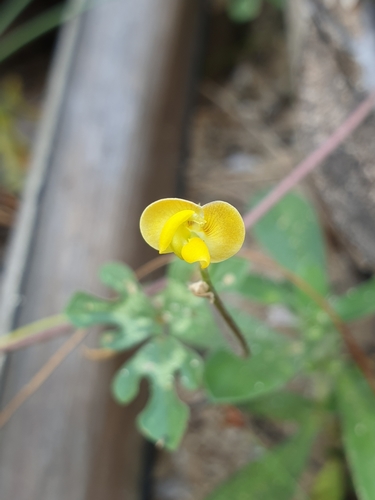Image of Vigna aconitifolia by (c) Aravinth, some rights reserved (CC BY)