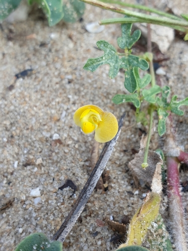 Image of Vigna aconitifolia by (c) Aravinth, some rights reserved (CC BY)