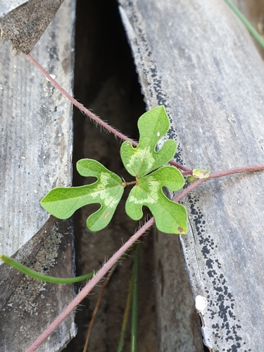 Image of Moth Bean (Vigna aconitifolia) by (c) Aravinth, some rights reserved (CC BY)