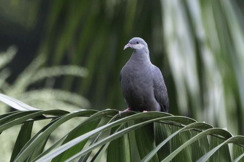 Metallic Pigeon (Columba vitiensis), photo 5