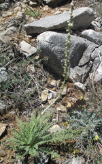 Reseda barrelieri