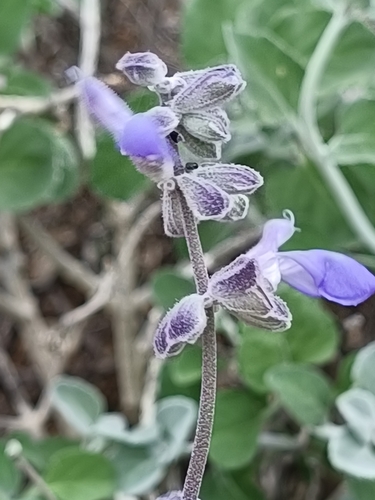Cedros Sage (Salvia cedrosensis)