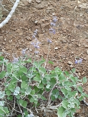Salvia cedrosensis, photograph (c) MarvalPhotography19, some rights reserved (CC BY)