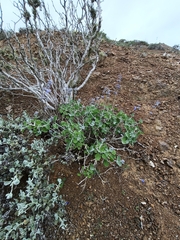 Salvia cedrosensis, photograph (c) MarvalPhotography19, some rights reserved (CC BY)