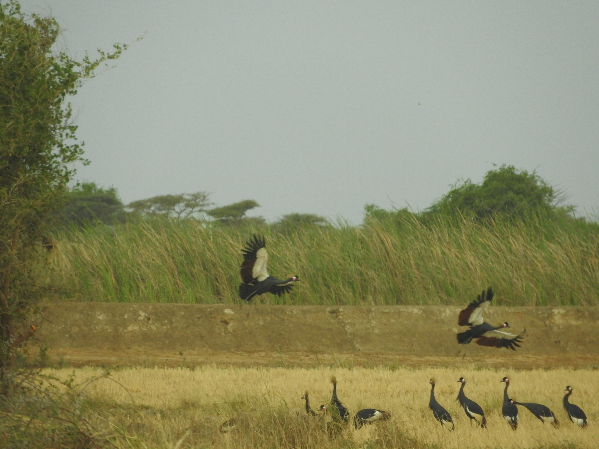Black Crowned Crane