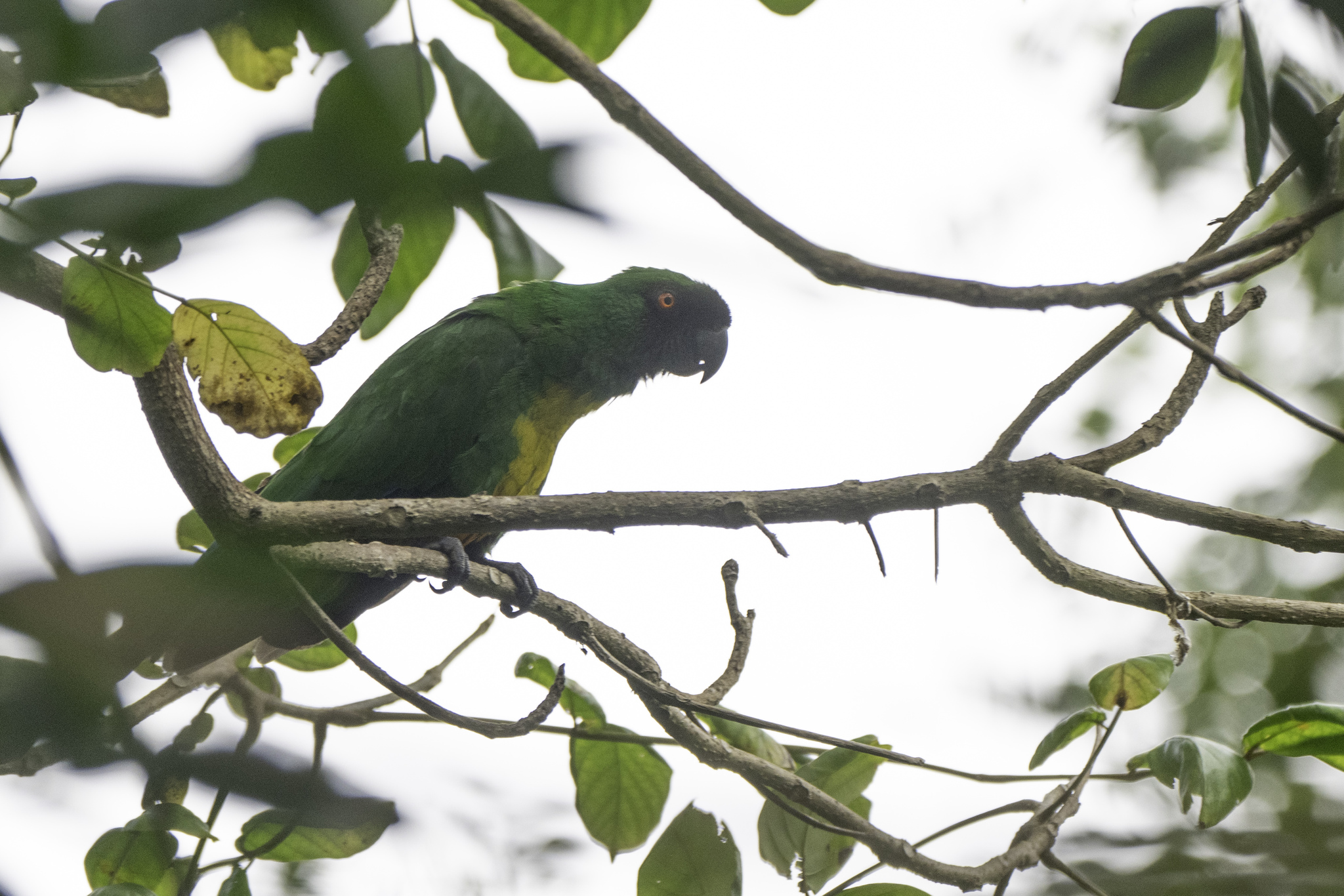 Masked Shining Parrot (Prosopeia personata), photo 2