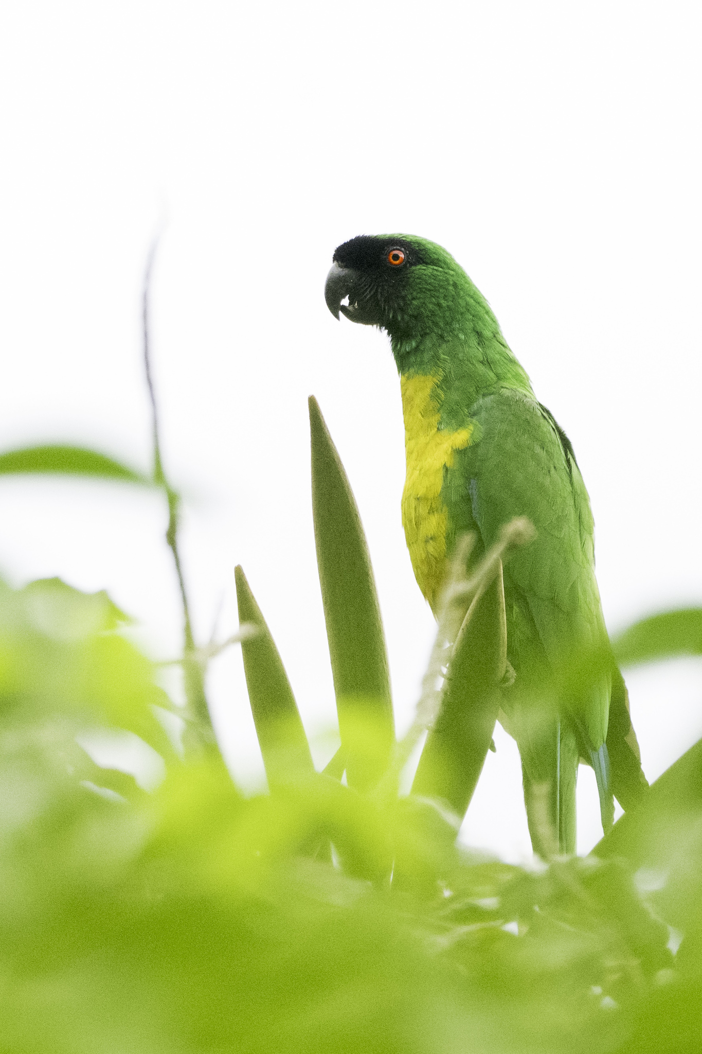 Masked Shining Parrot (Prosopeia personata), photo 3