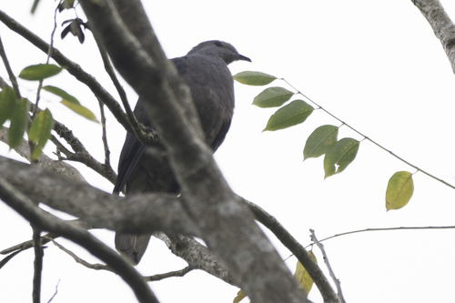 Barking Imperial Pigeon (Ducula latrans), photo 5