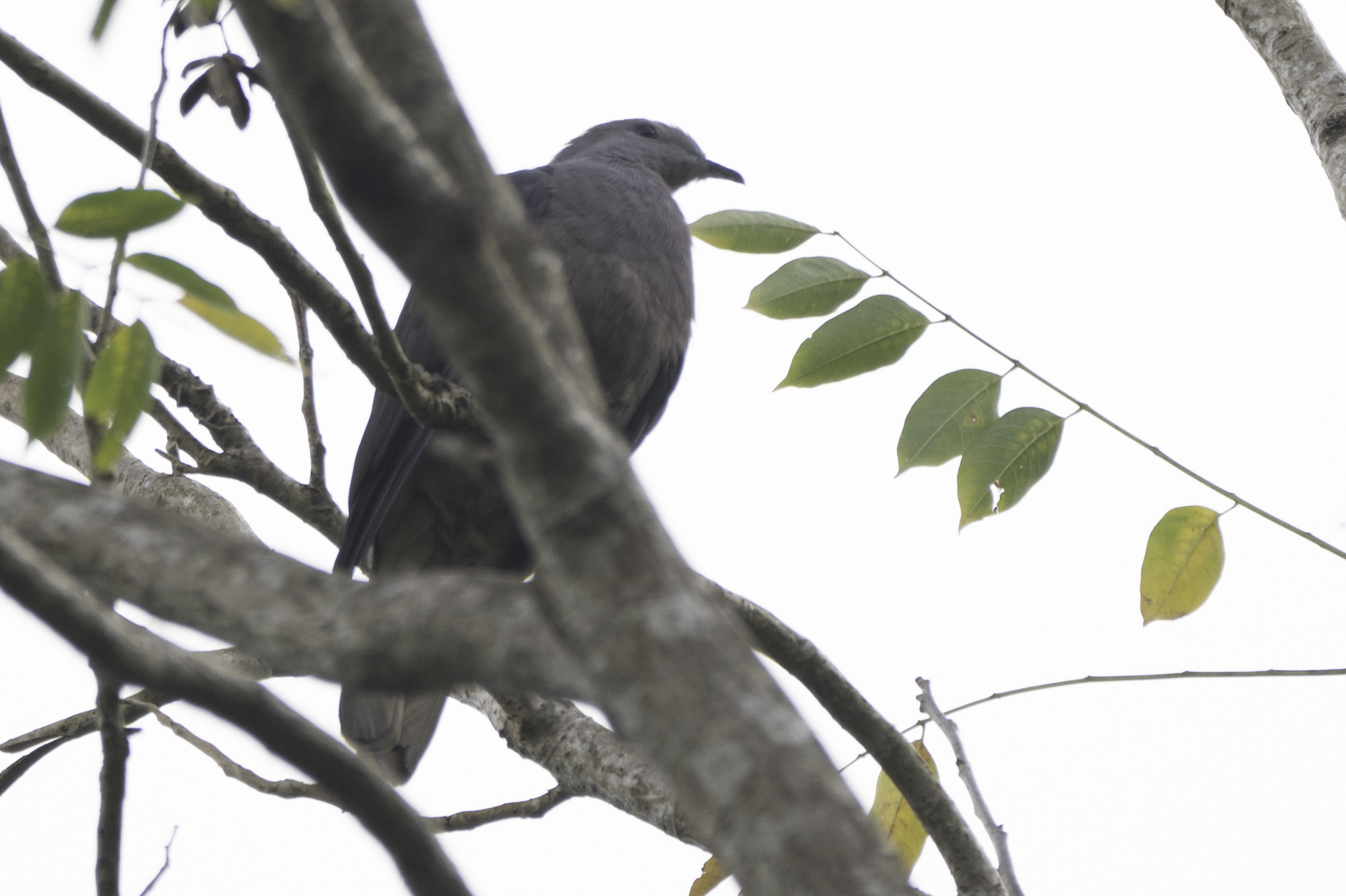 Barking Imperial Pigeon (Ducula latrans), photo 5
