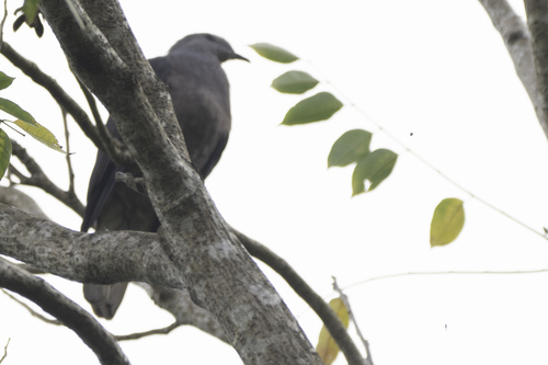 Barking Imperial Pigeon (Ducula latrans), photo 9