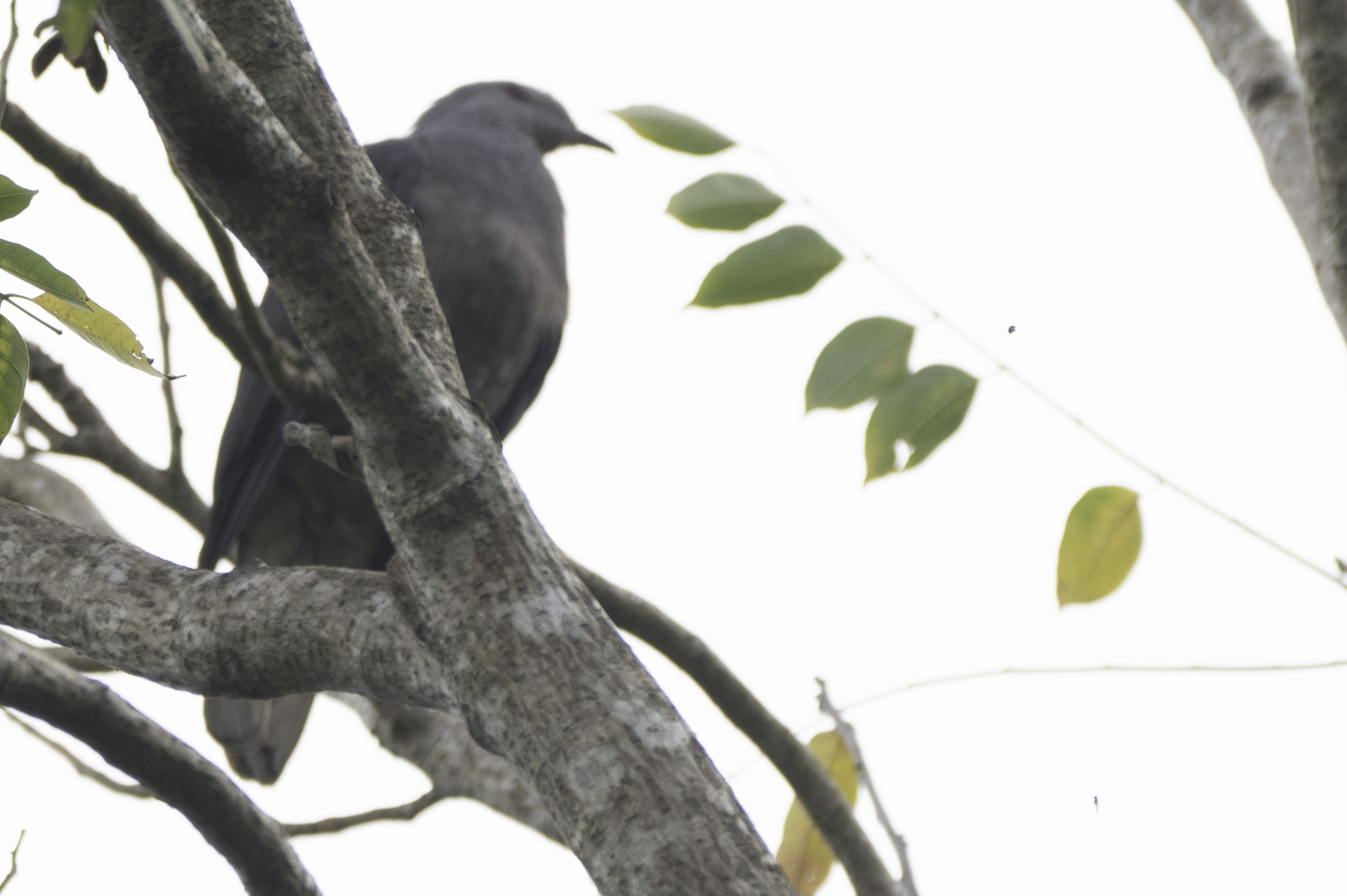 Barking Imperial Pigeon (Ducula latrans), photo 6