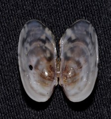 Venerupis anomala
