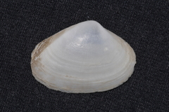 Mactrotoma antecedens