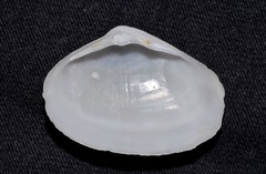 Mactrotoma antecedens