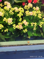 Kalanchoe blossfeldiana