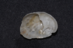 Bostrycapulus pritzkeri