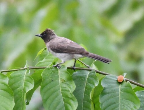 Common Bulbul