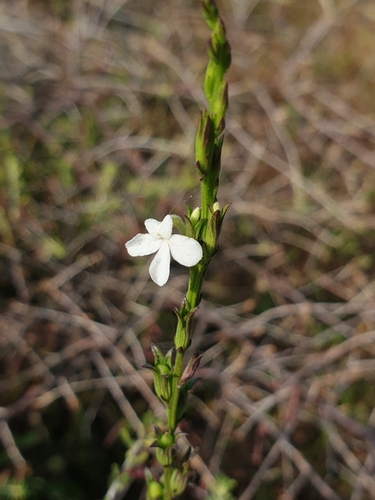 Image of Striga angustifolia by (c) Aravinth, some rights reserved (CC BY)