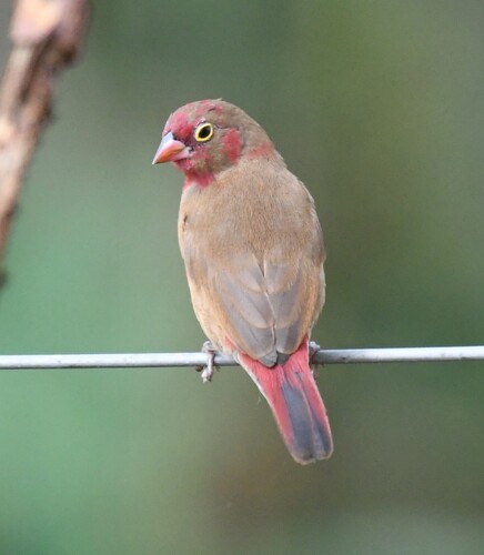 Red-billed Firefinch