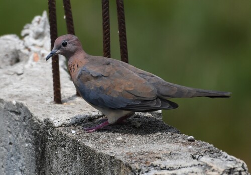Laughing Dove