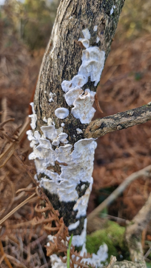 Byssomerulius corium · December 2025 · photo: © cfg (iNaturalist, cc-by)