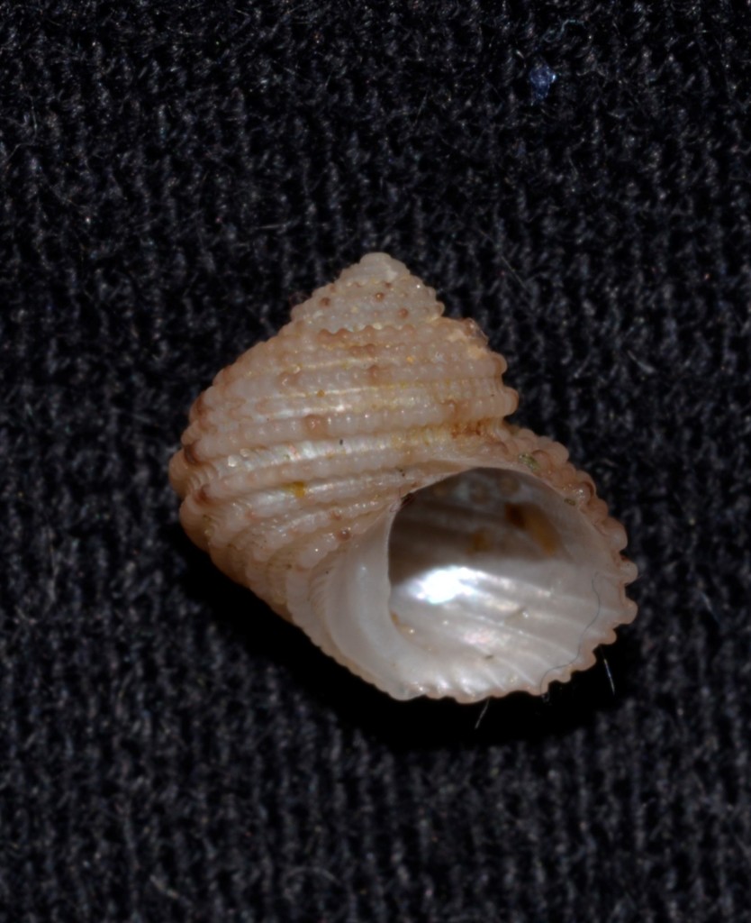 Herpetopoma aspersum