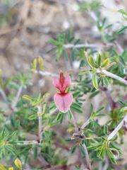 Indigofera aspalathoides